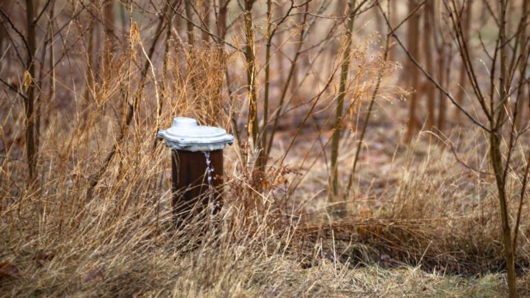 water system among thin trees