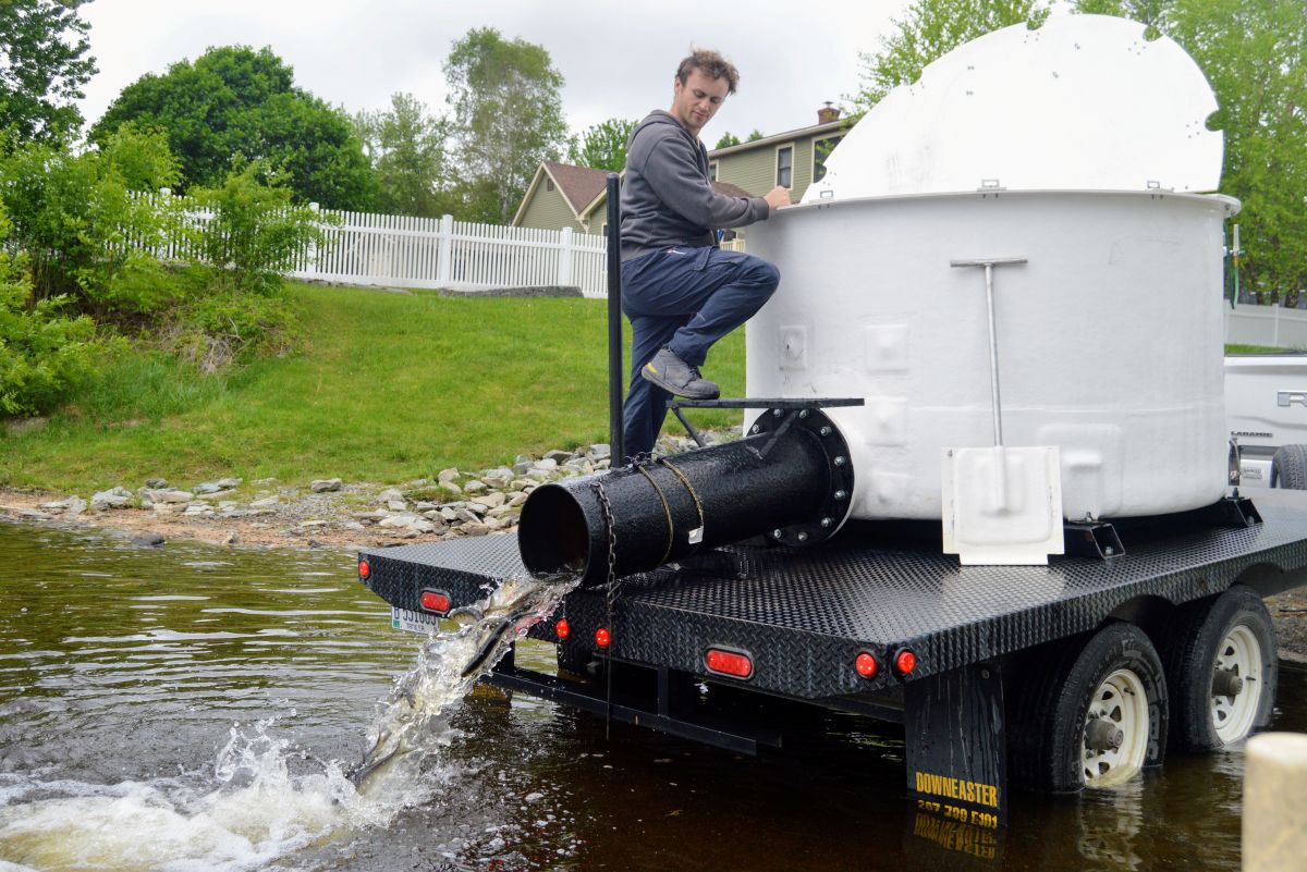 a man dumps alewives into a river.