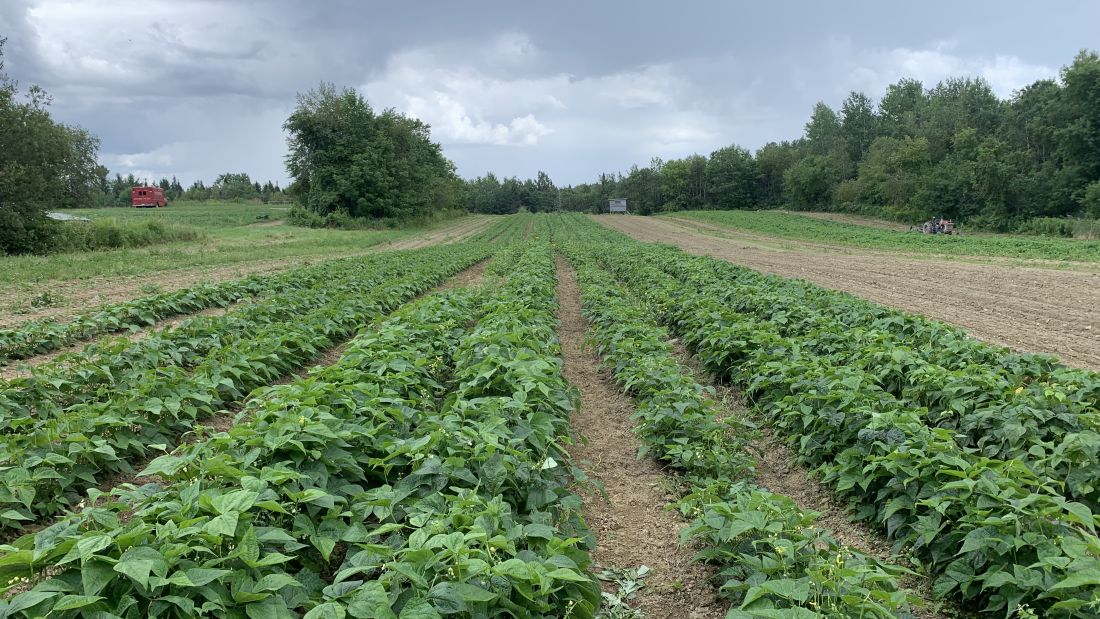 rows of crop on a farm.