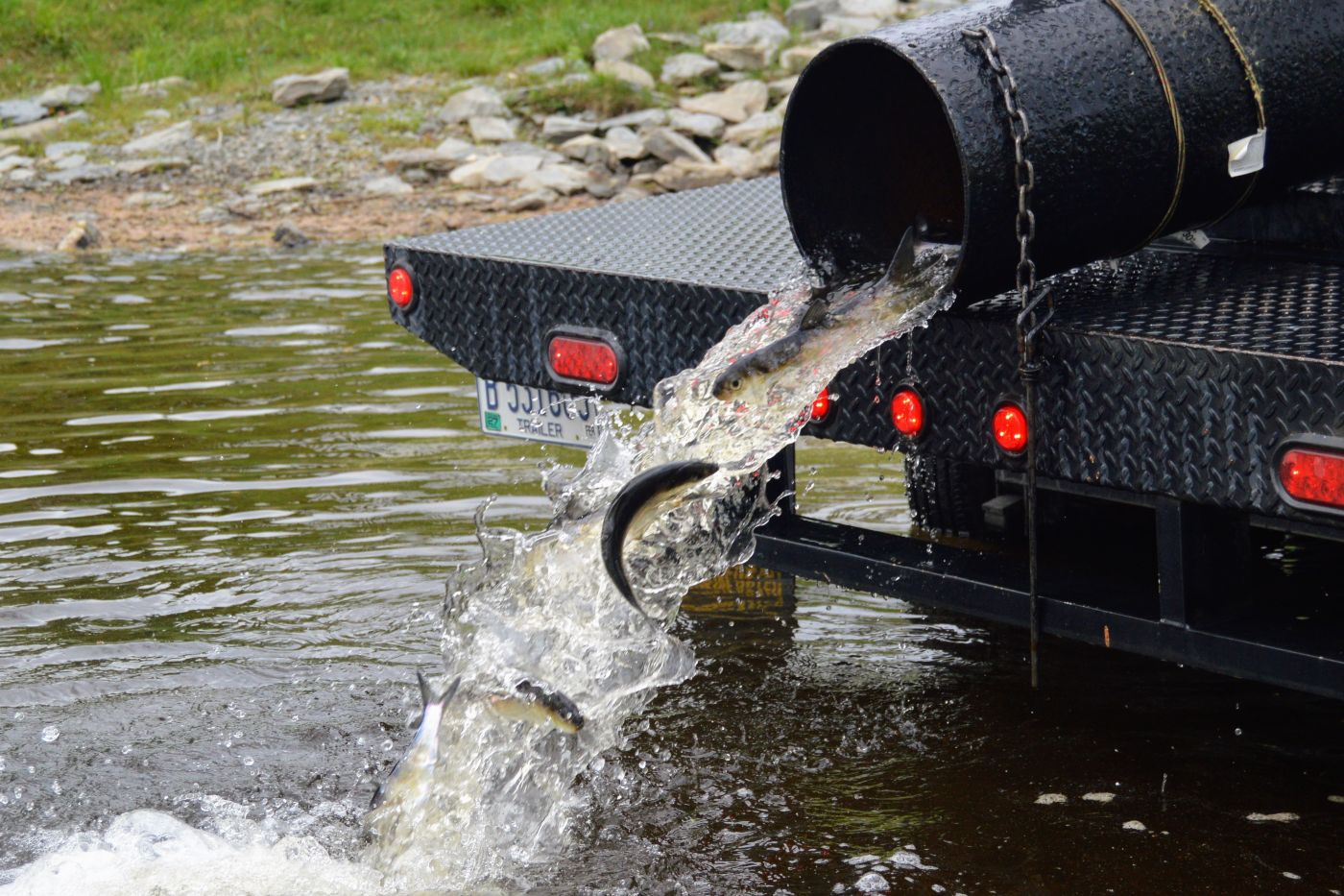 alewives being dumped from a pipe, of sorts.