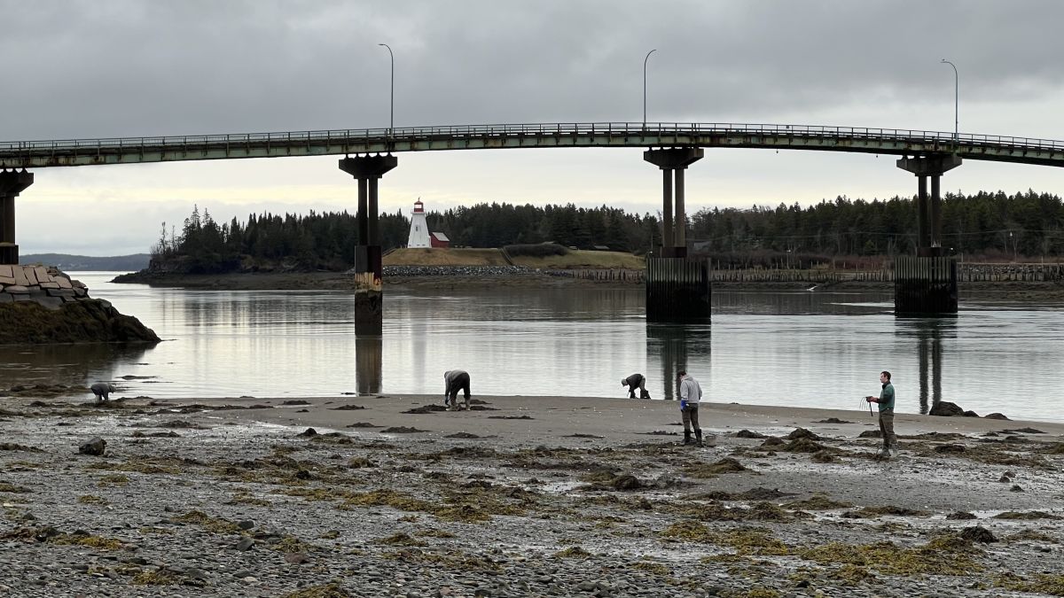 Harvesters, scientists and town officials coordinate steps to rebuild clam population