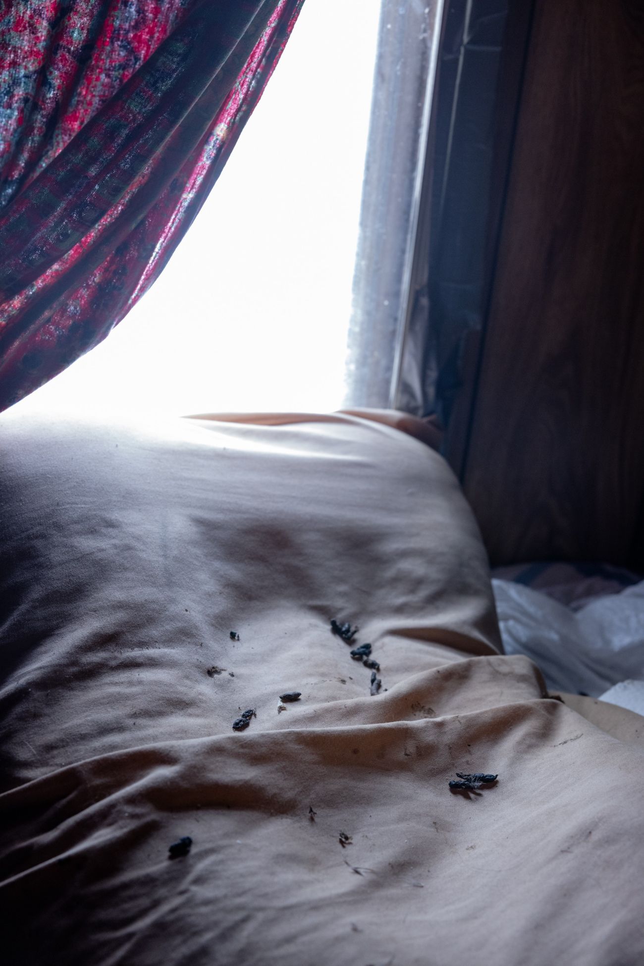 rat droppings on a bed.