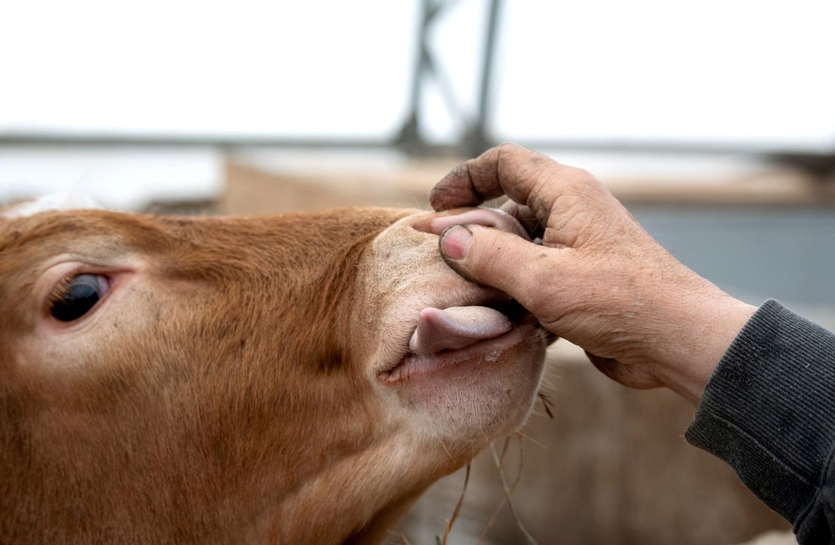 a hand rubs the nose of a show cow.