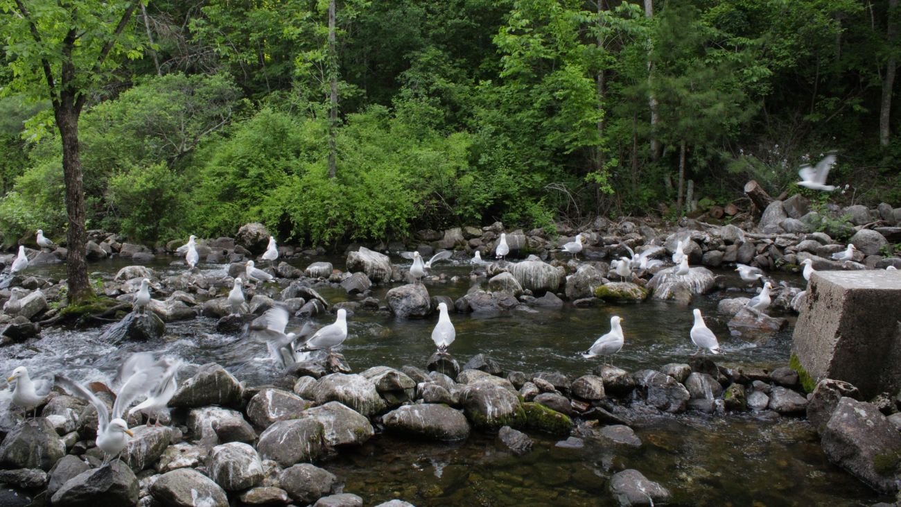 gulls on the rocks of the Damariscotta River 