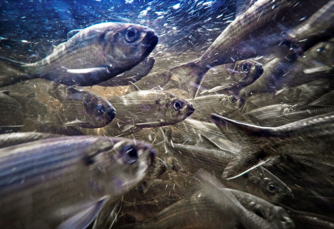 Alewives swim in a stream