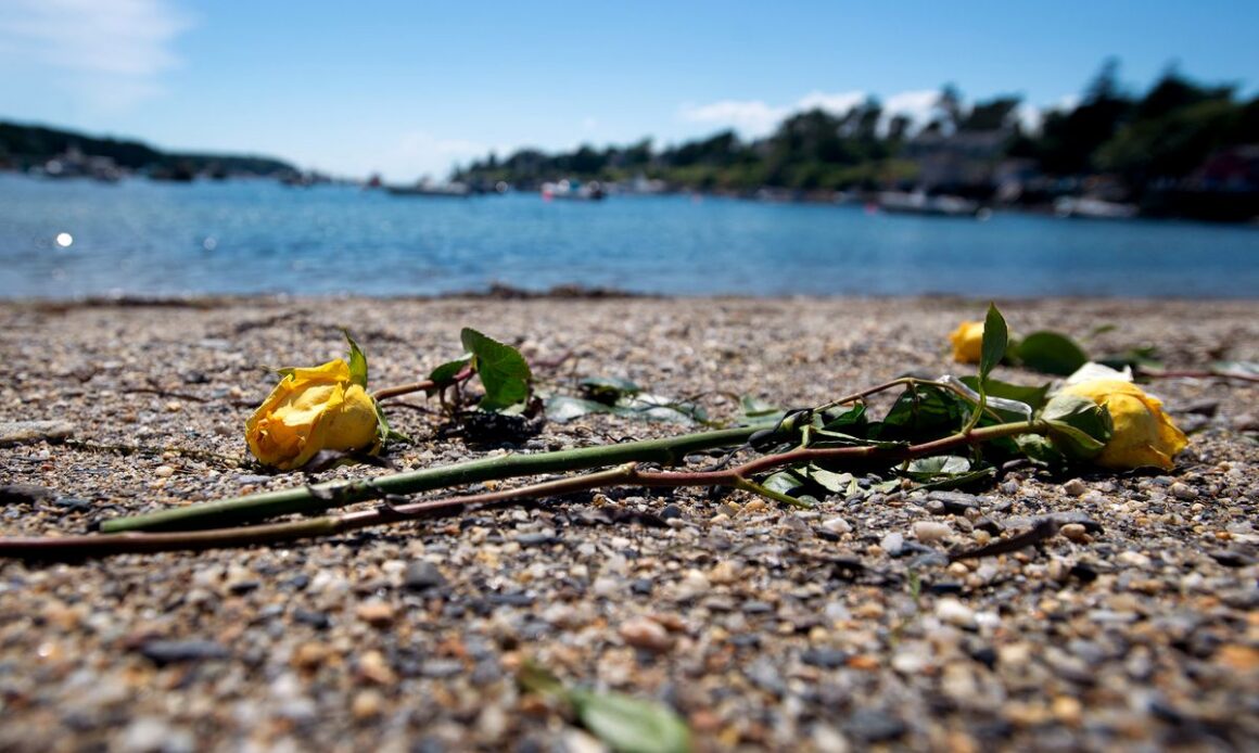 yellow flowers on the beach