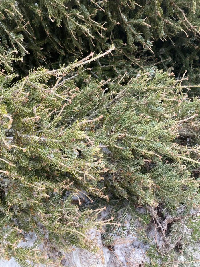 45-year-old balsam fir tree