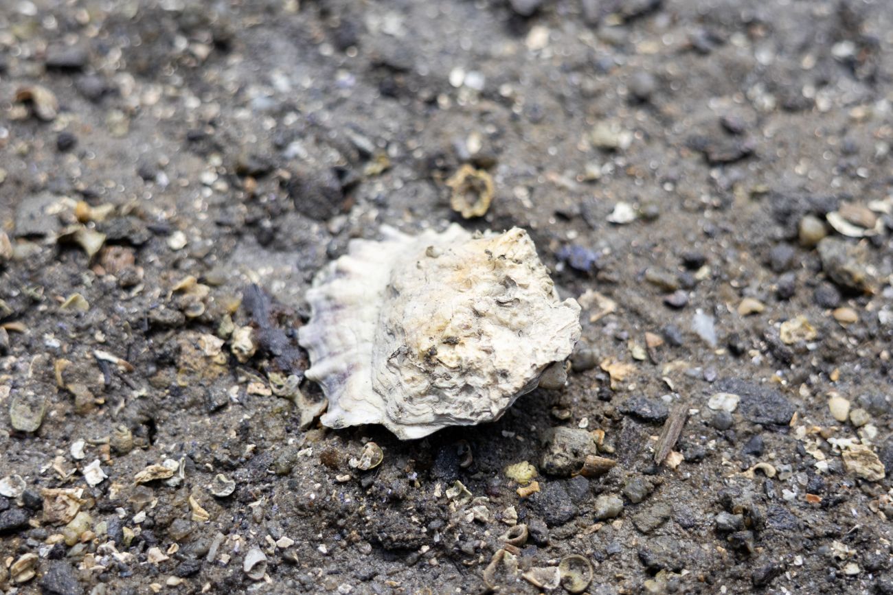 American oyster.