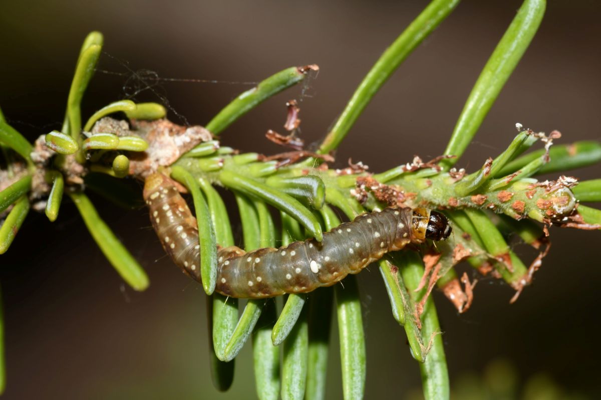 spruce budworm eating a branch 