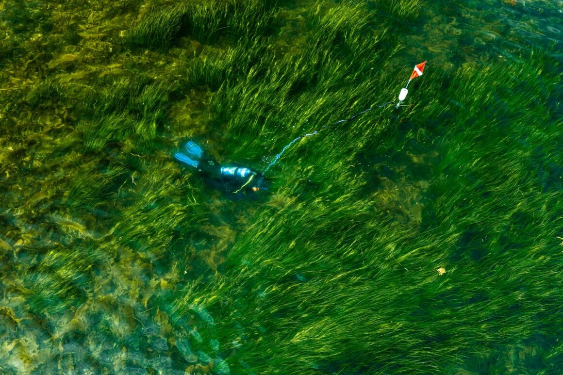 A man collects reproductive shoots from a healthy eelgrass meadow.