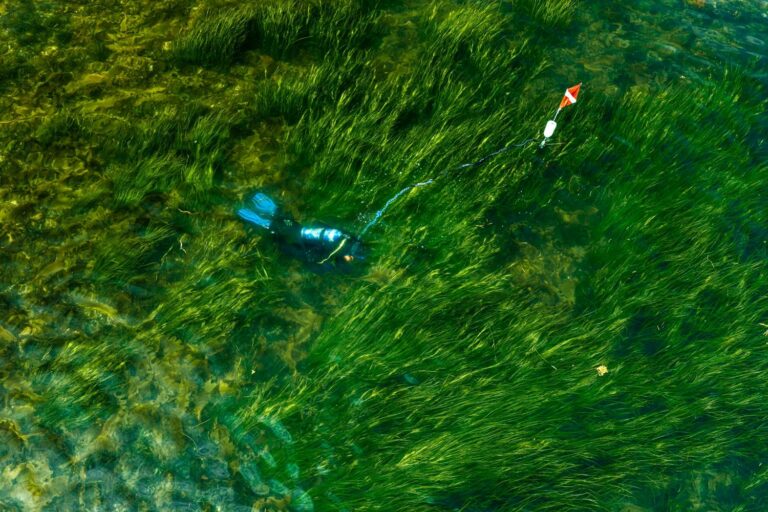 A man collects reproductive shoots from a healthy eelgrass meadow.