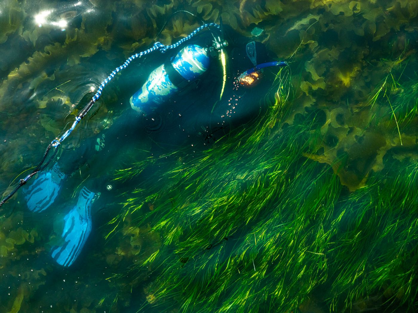 Chesapeake Bay restored 12,000 acres of seagrass. Can Maine also stem the decline?