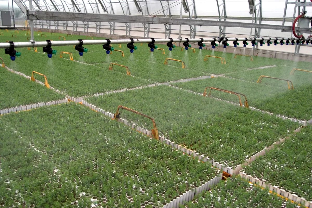 Irrigation systems spraying fungi treatment