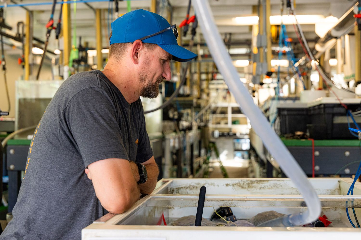 a man checks on eelgrass shoots in a temporary holding tank
