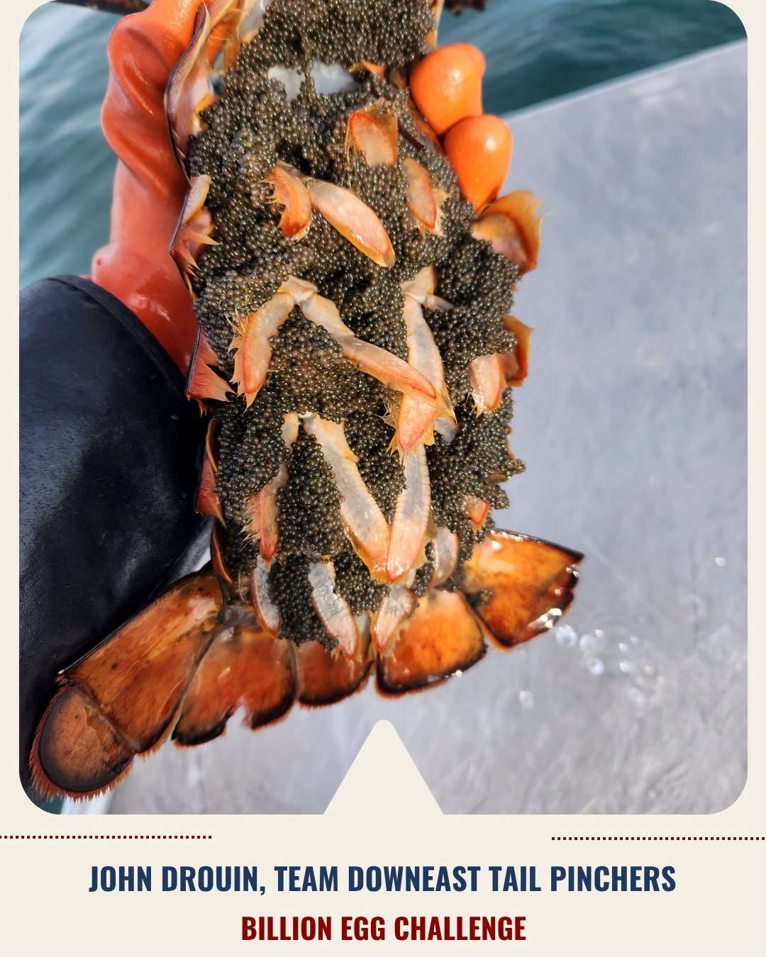 eggs on the underside of a lobster