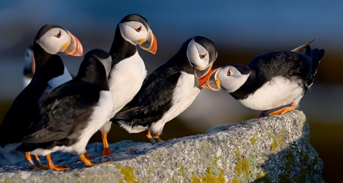 a group of puffins