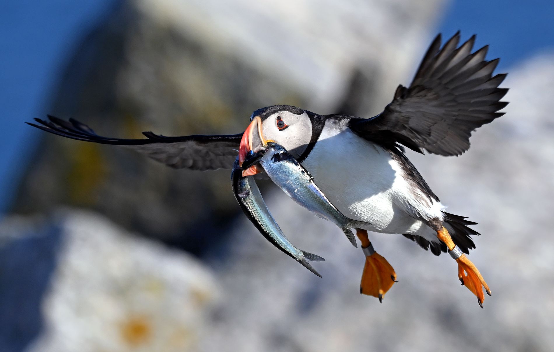 puffin flying with a fish in its mouth