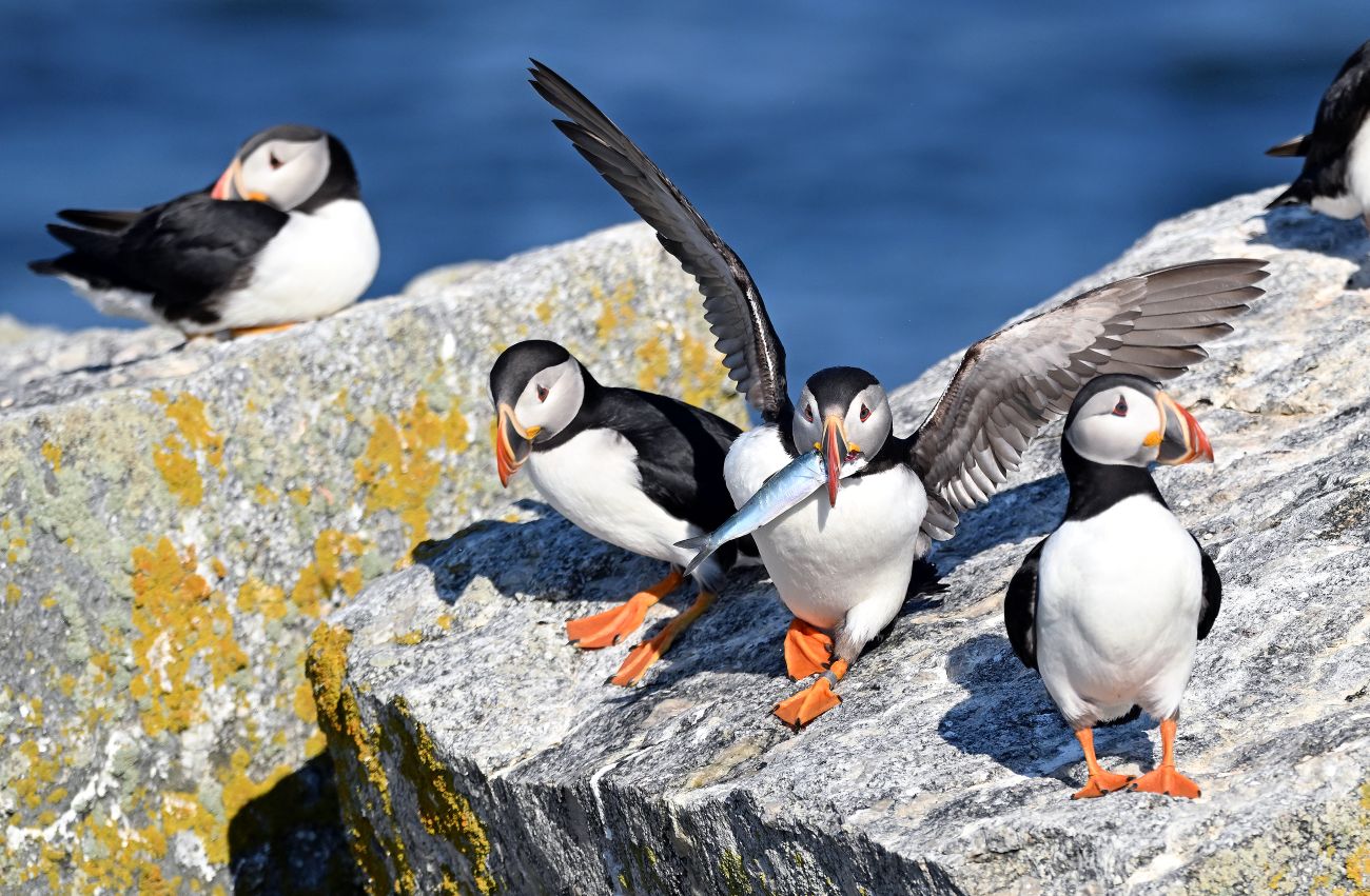 puffins sitting on a rock, with some holding fish in its mouth