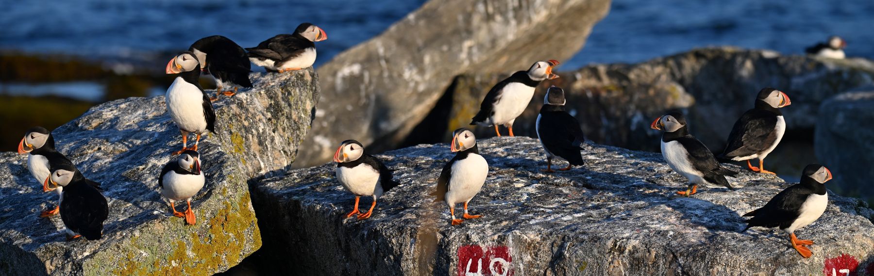 Puffins gather on rocks