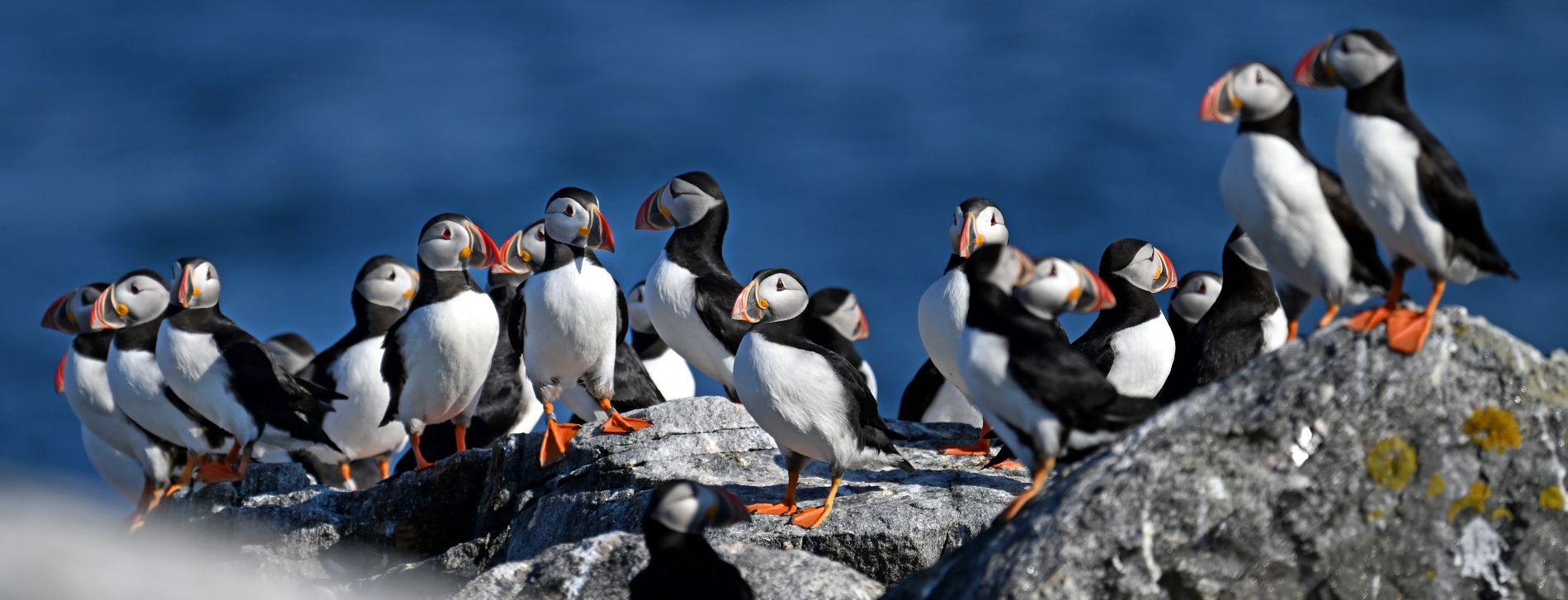 a large group of puffins perched on rocks