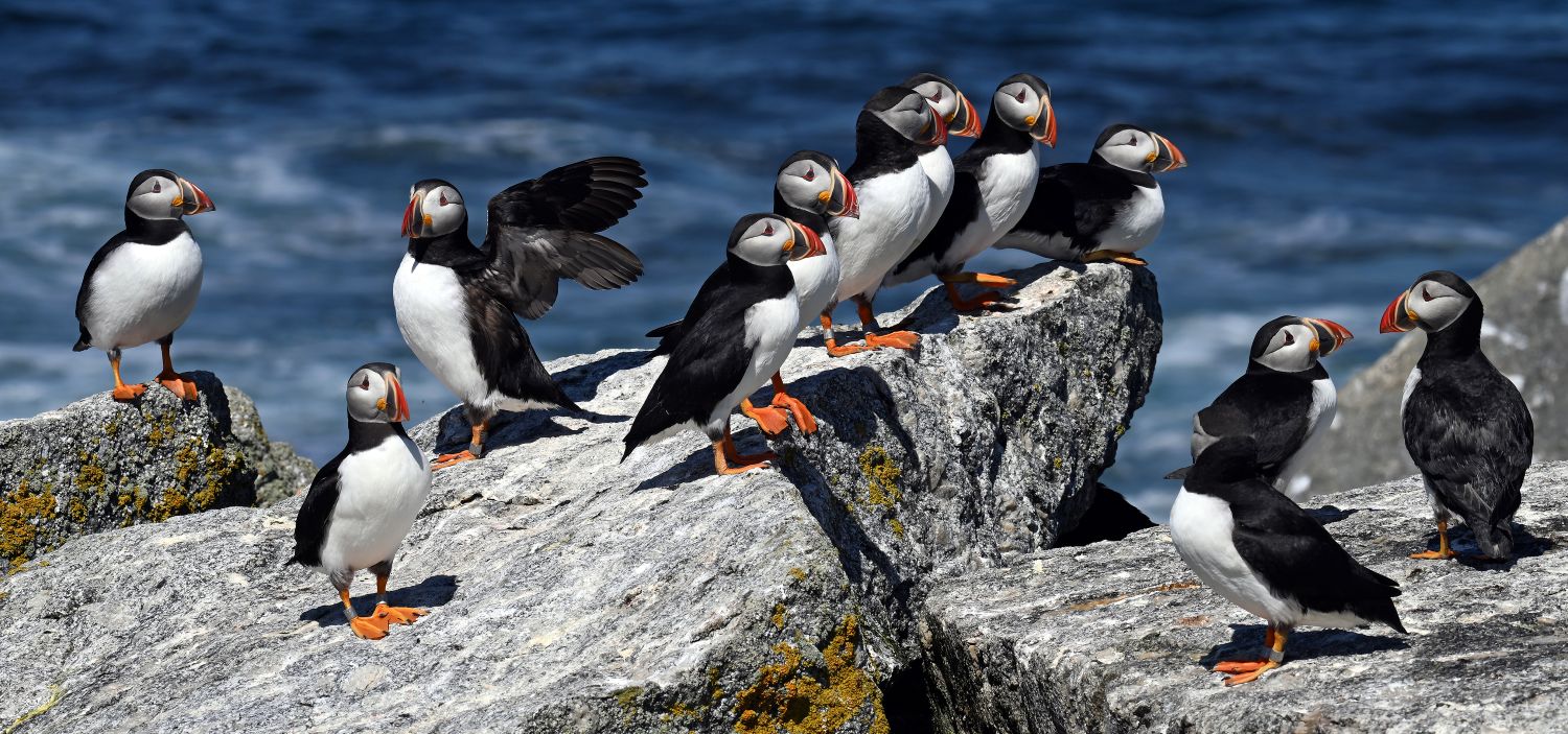 puffins perched on a large rock