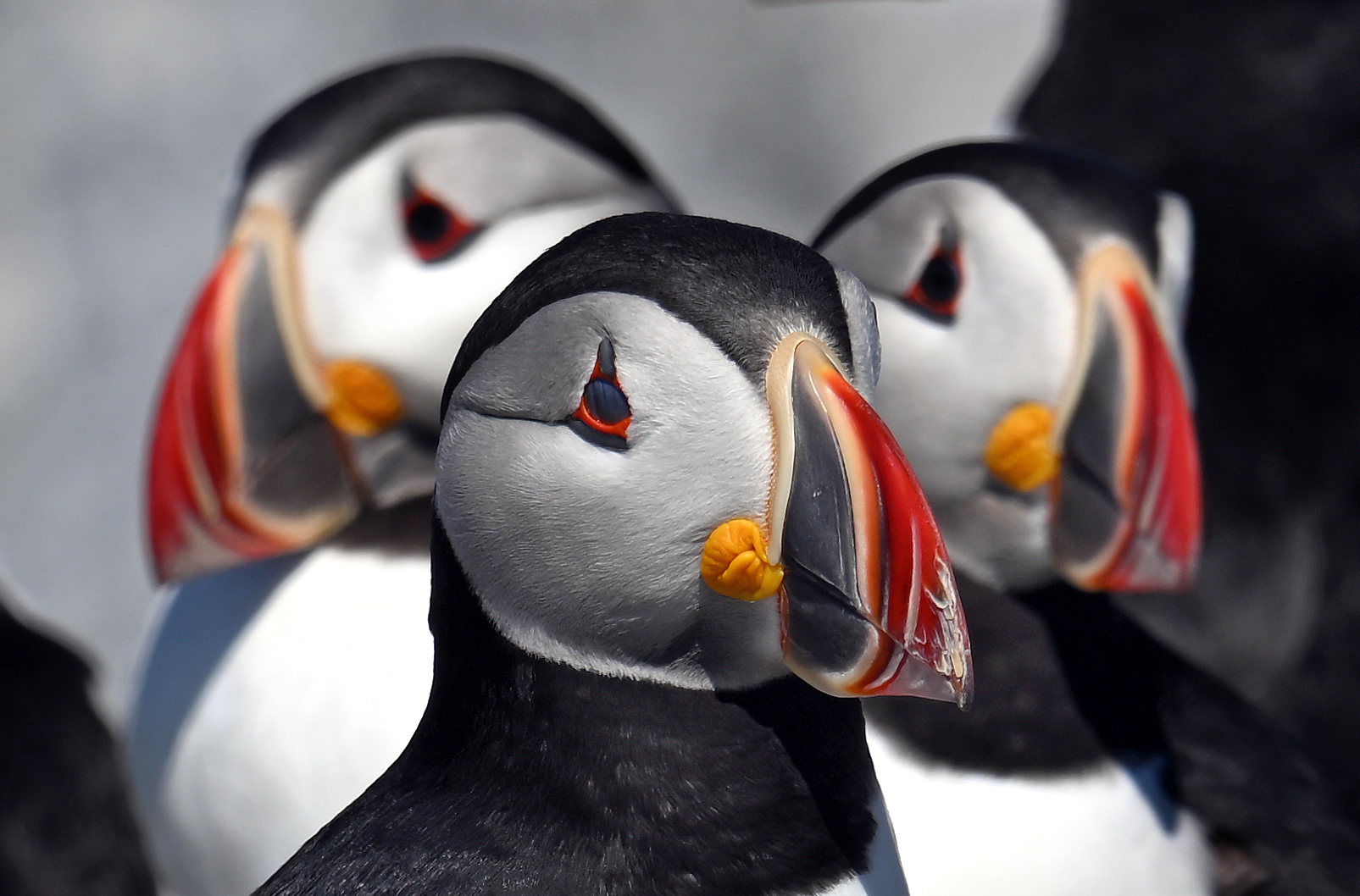 a closeup image of puffins