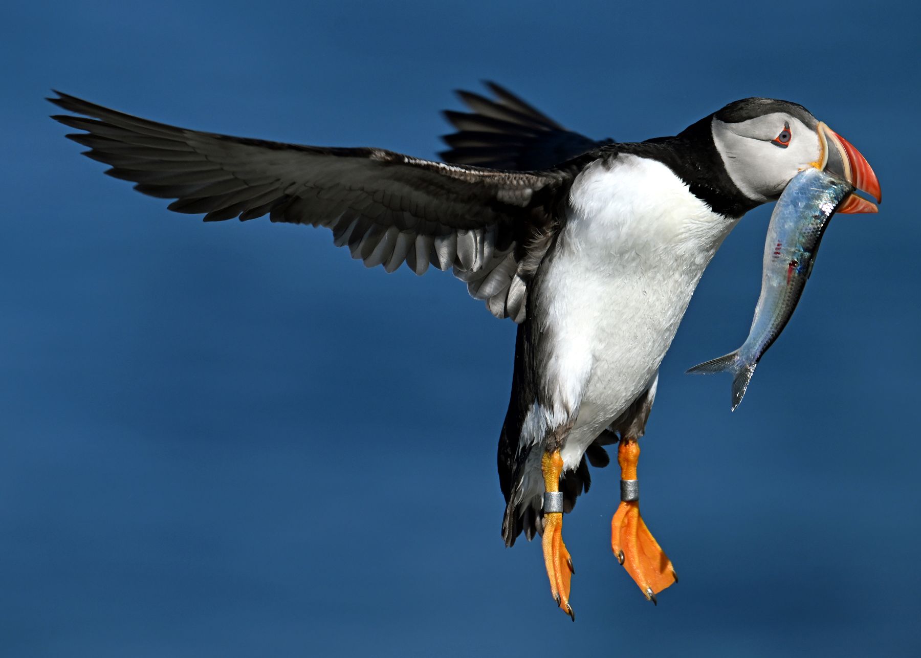a puffin holding a fish in its mouth