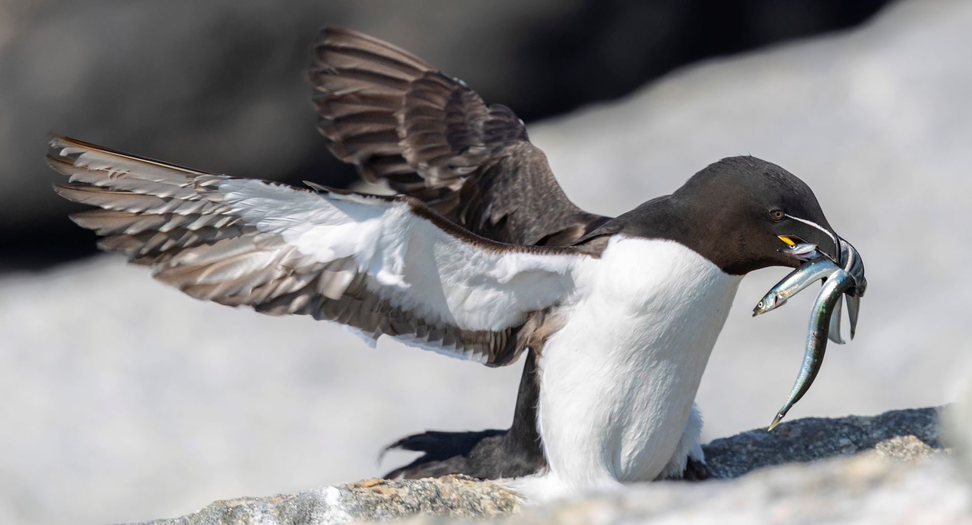 razorbill carrying sand lance 