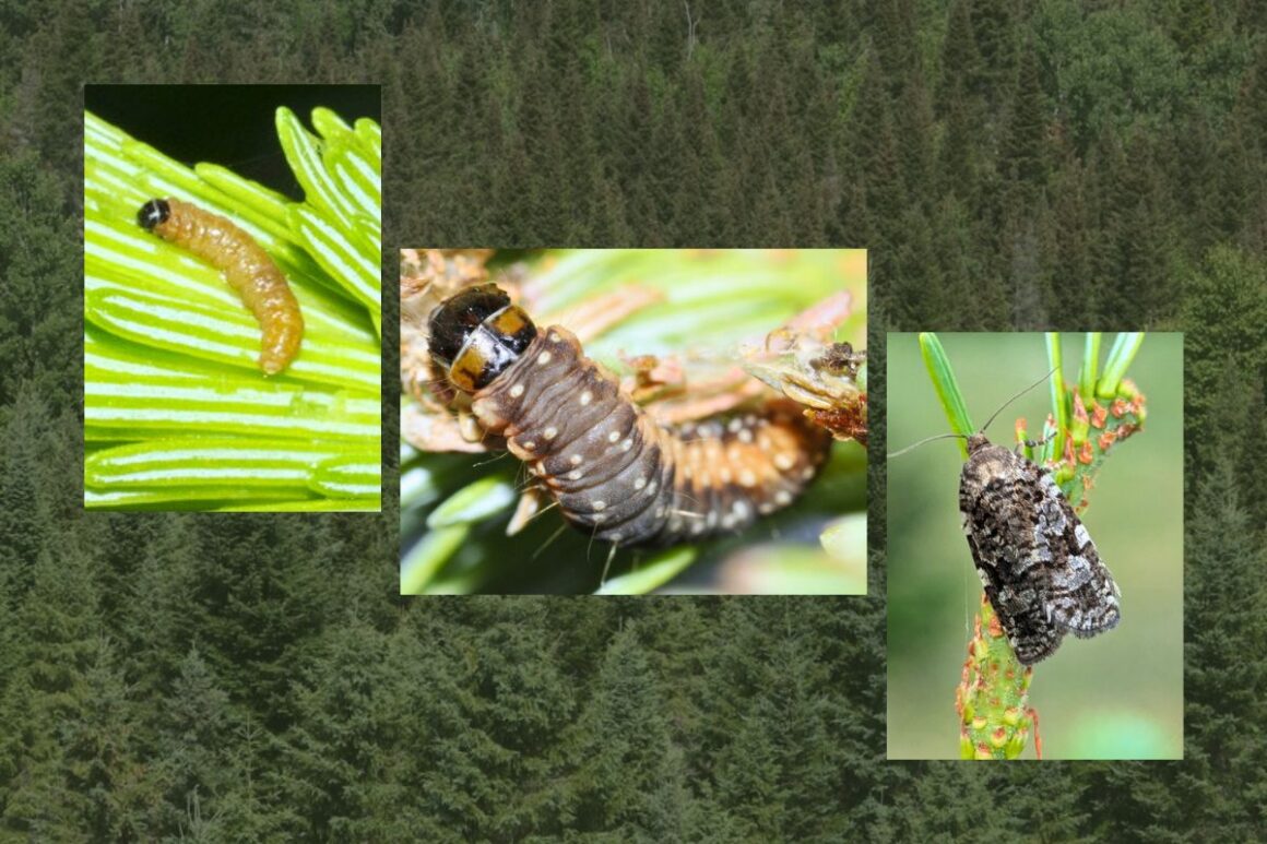 a trio of spruce budworm images.
