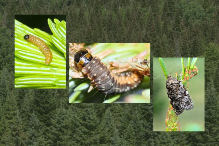a trio of spruce budworm images.