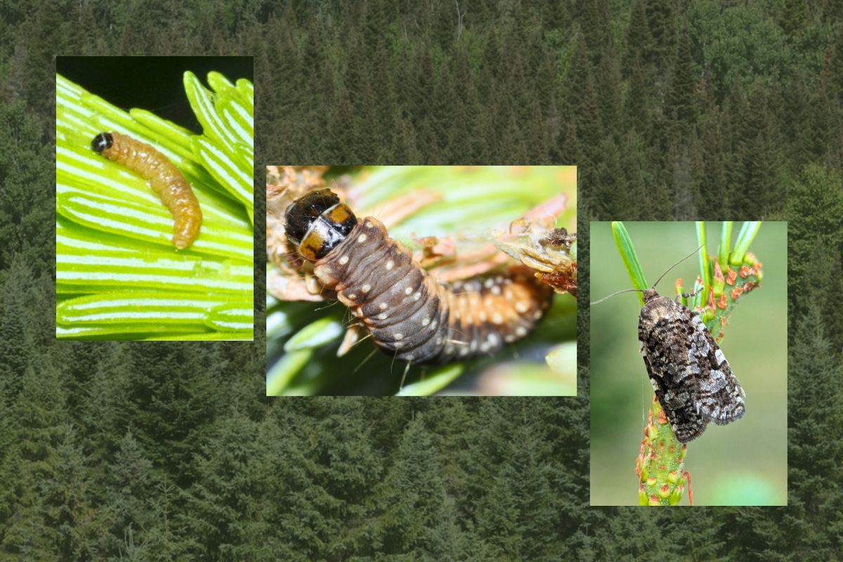 a trio of spruce budworm images.