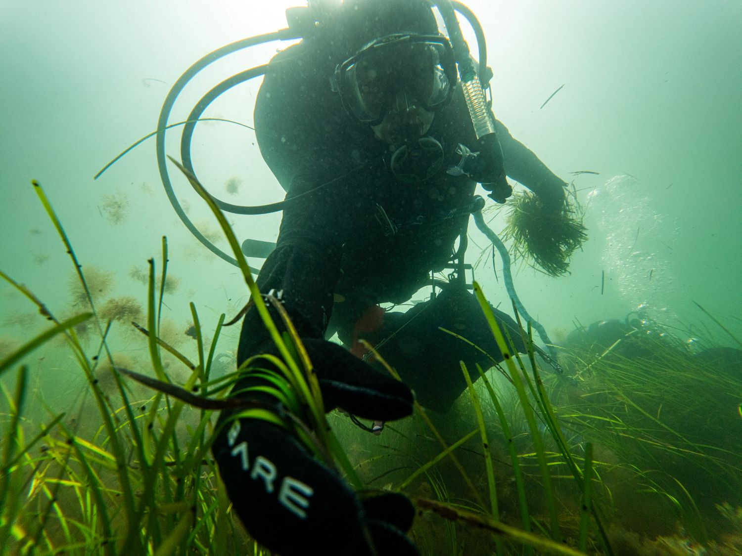diver amid the eelgrass