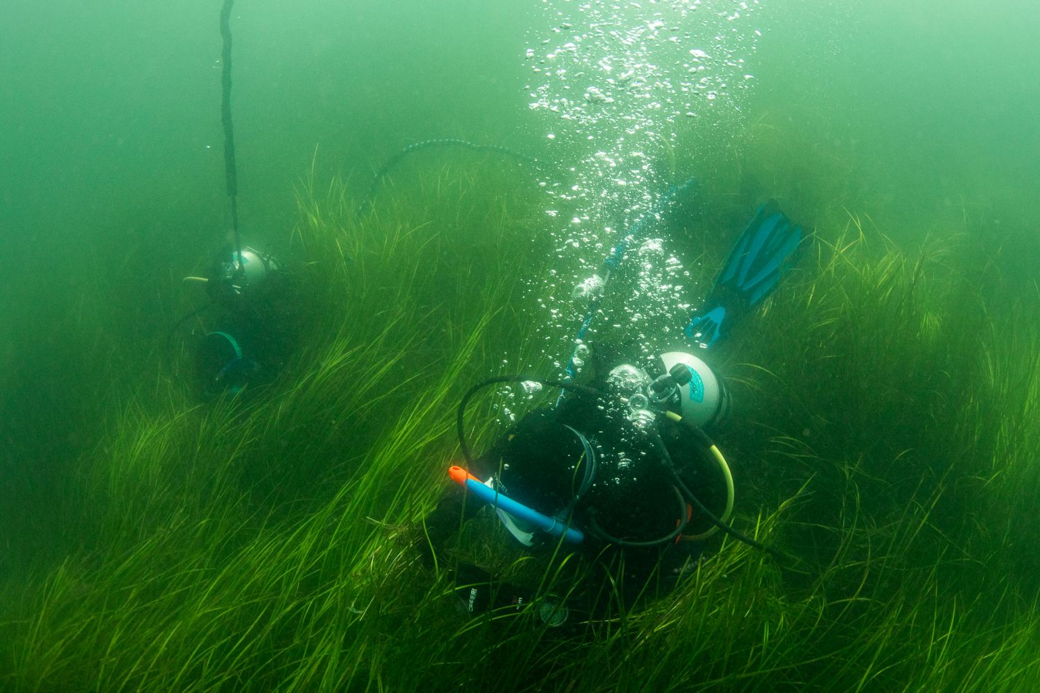 diver amid the eelgrass