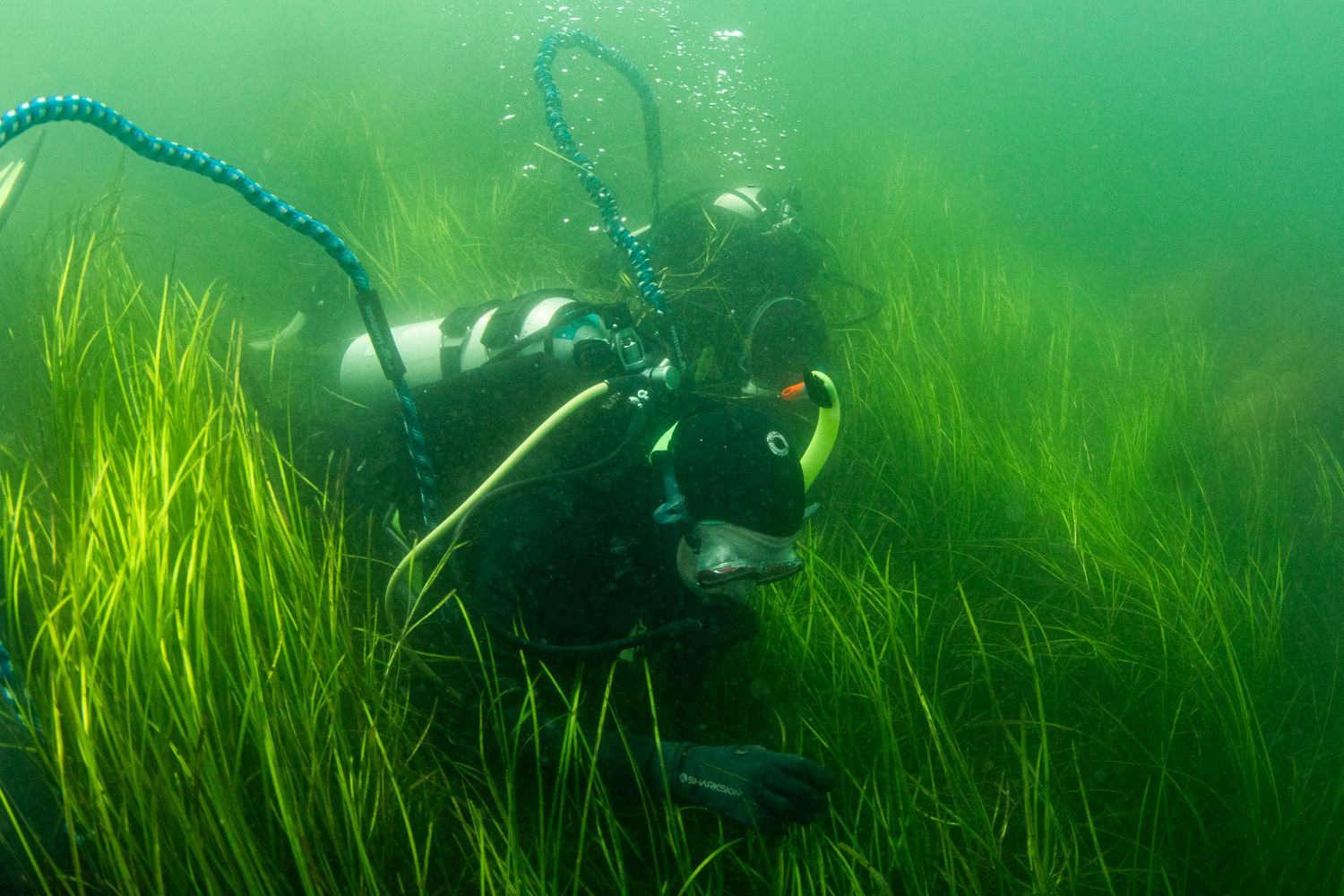 diver amid the eelgrass