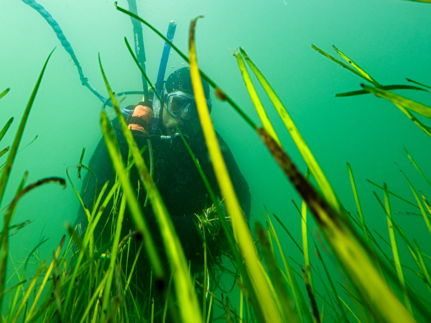 diver amid the eelgrass