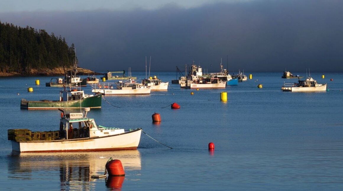 boats moored in a harbor