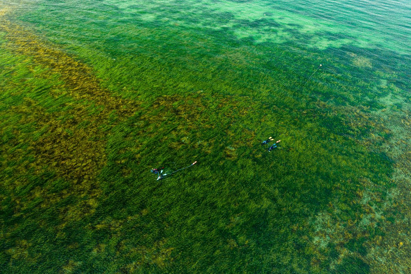 eelgrass divers exploring an eelgrass bed