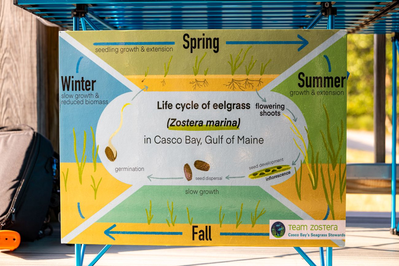 poster shows the life cycle of Zostera marina eelgrass