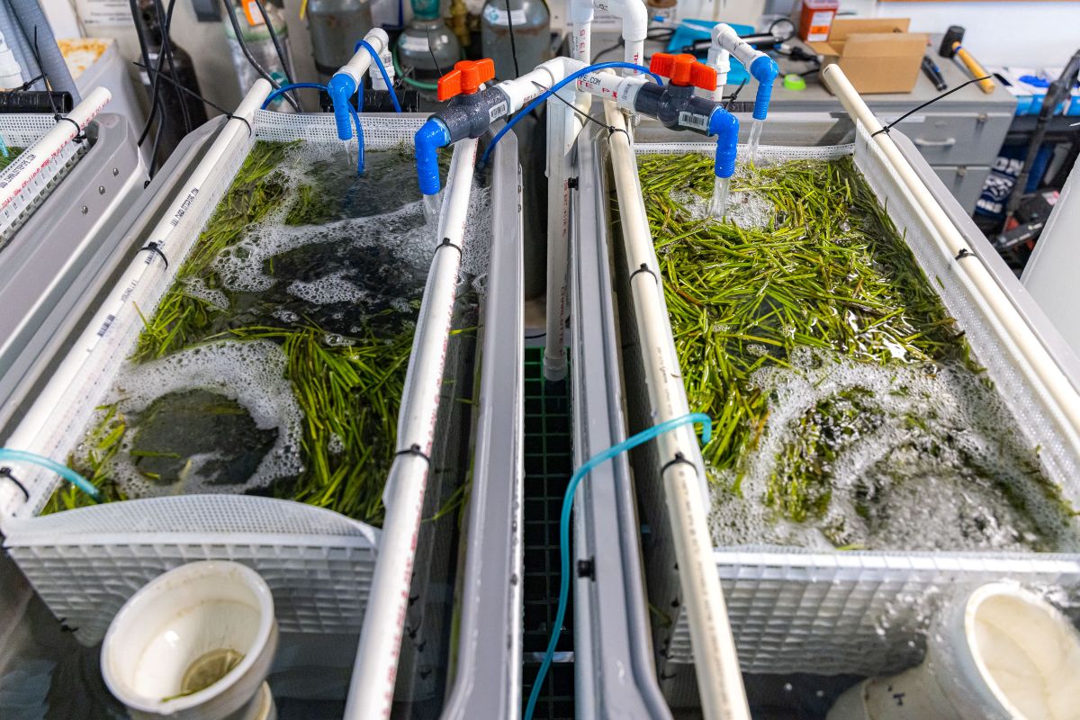 tanks filled with eelgrass reproductive parts