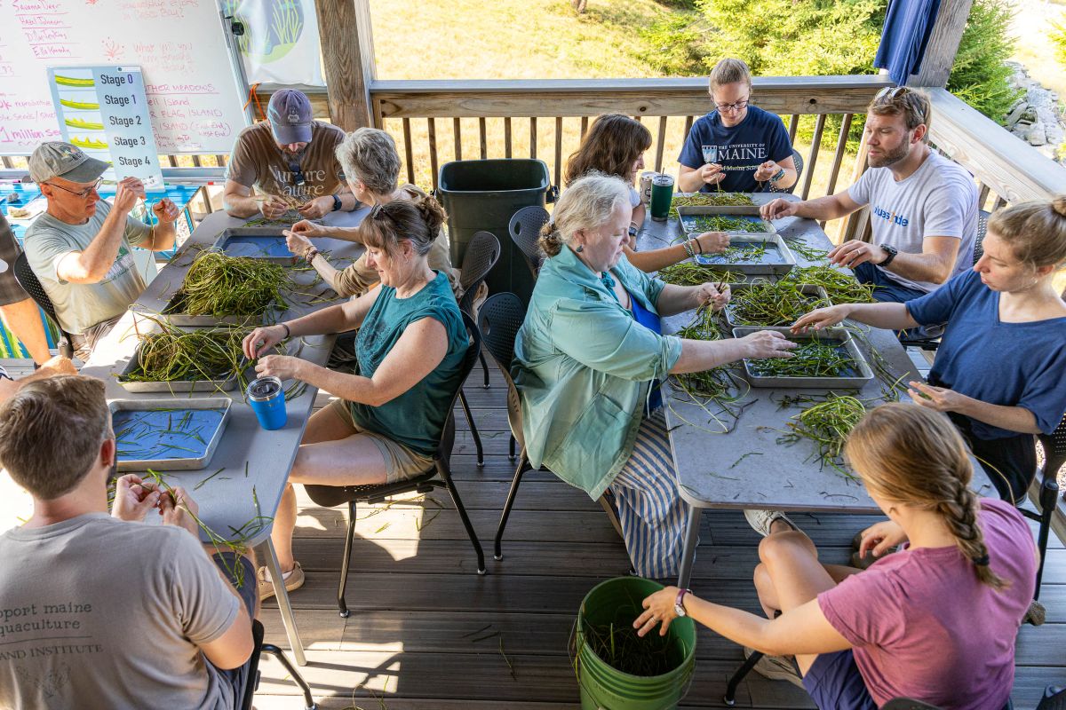 volunteers sit around tables to pluck the reproductive parts of eelgrass