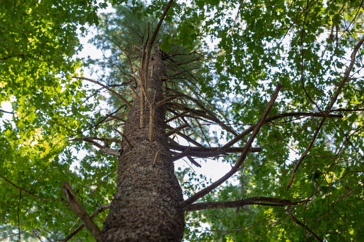 a large tree