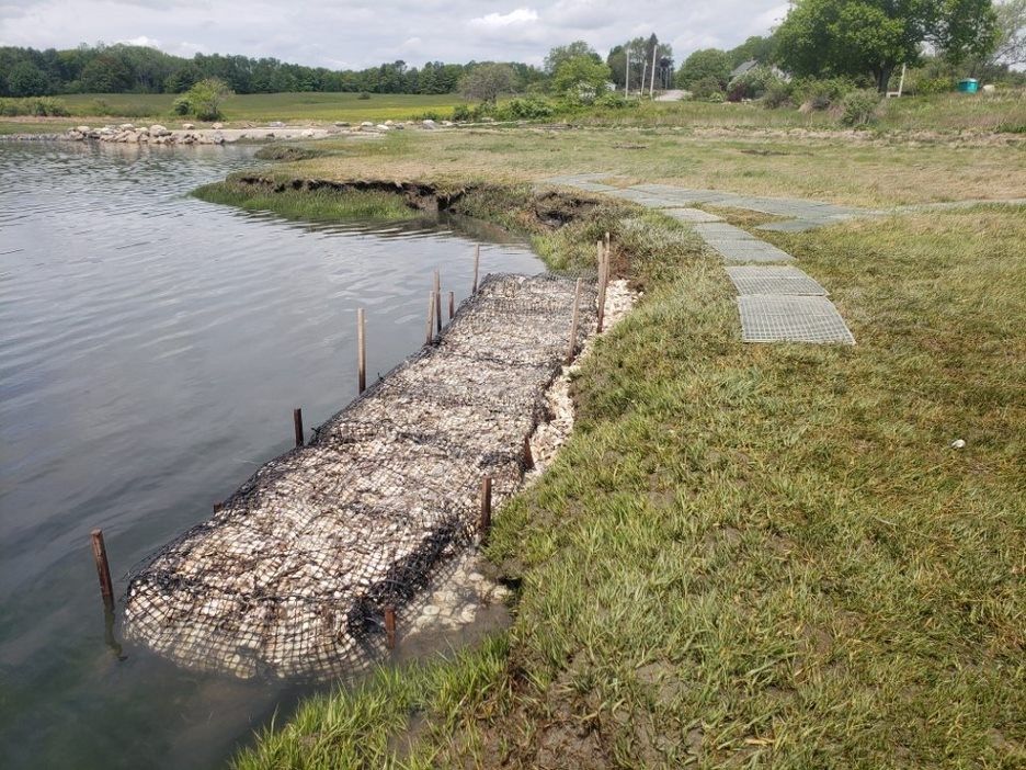 oyster bags line the edge of the water
