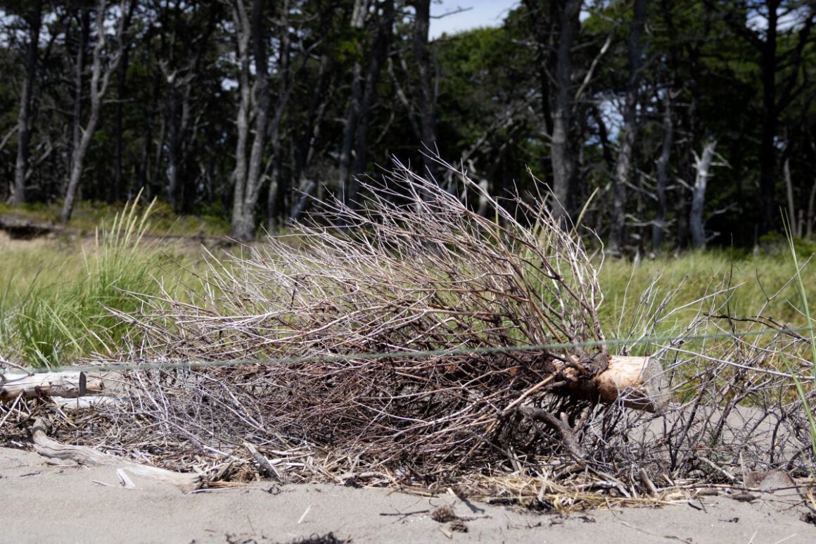 a dried pine tree laying on its side.