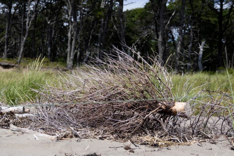 a dried pine tree laying on its side.