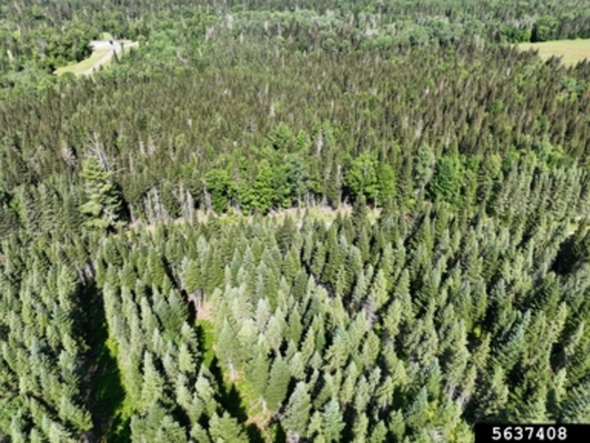 aerial view of trees