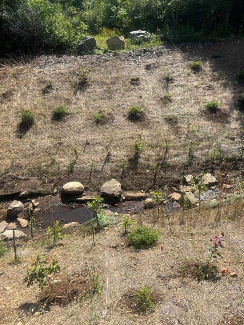 plantings at standish brook