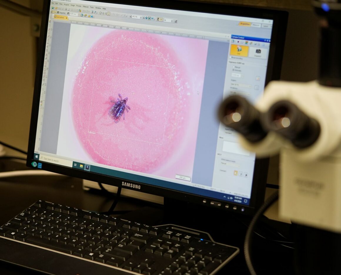 tick magnified on a computer screen.