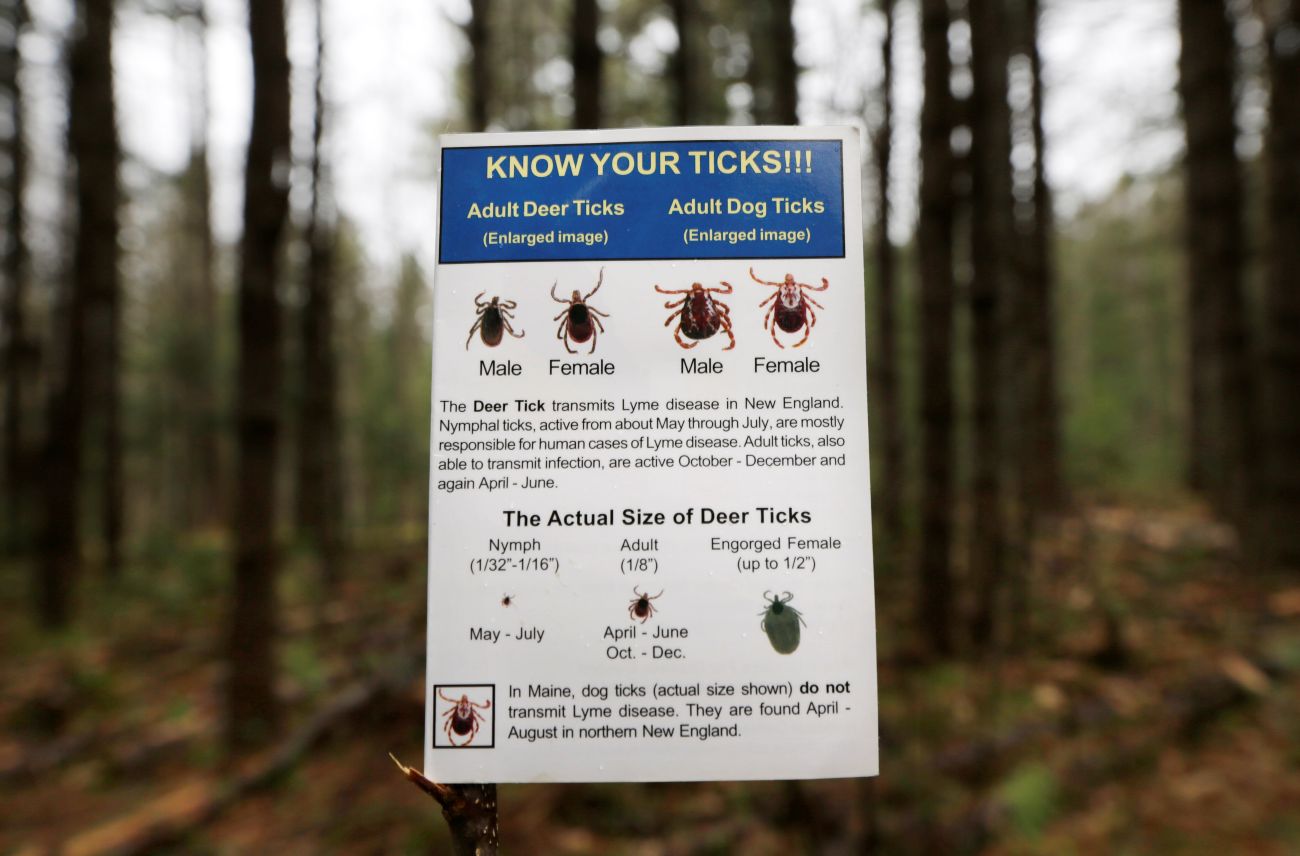 a poster that details the different types of ticks.