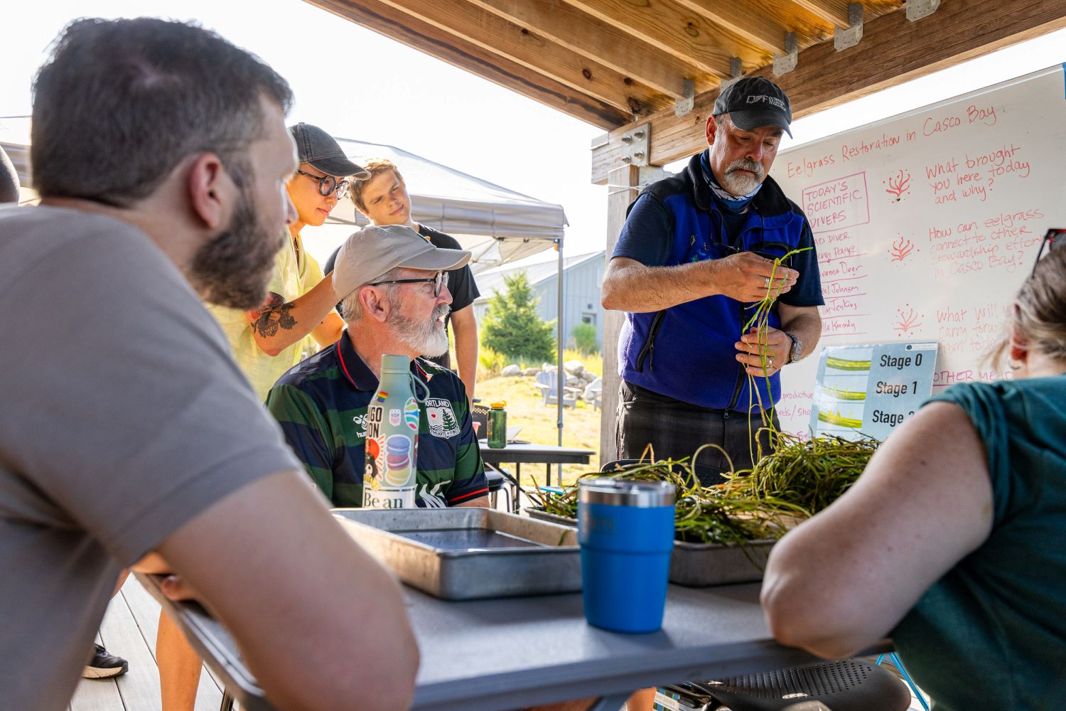 Volunteers and researchers pluck the reproductive parts of eelgrass