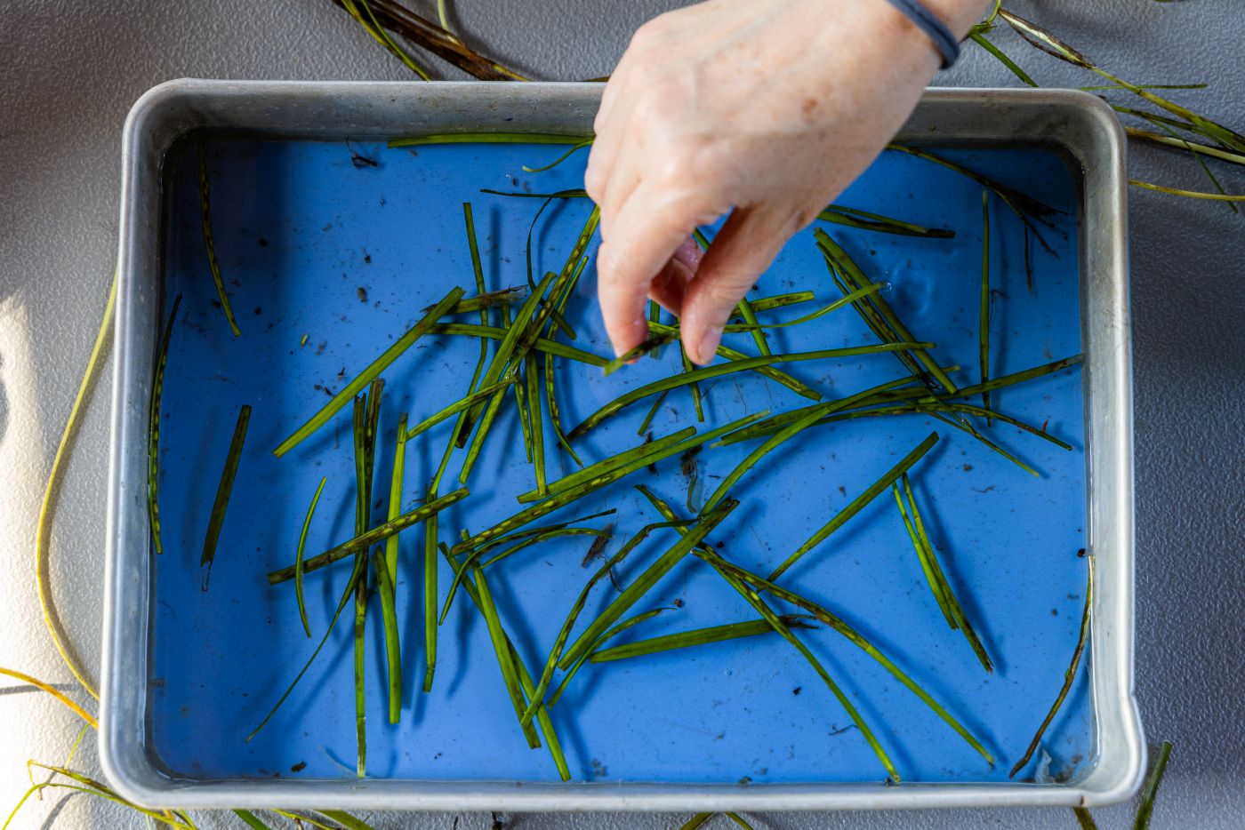 Volunteers and researchers pluck the reproductive parts of eelgrass